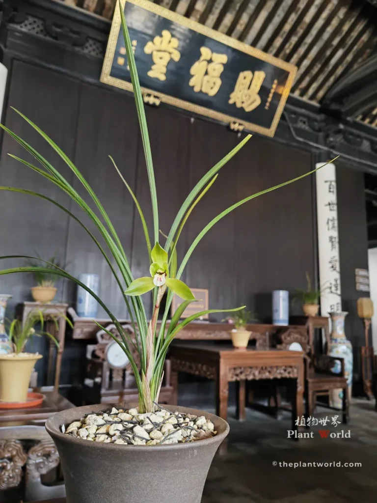 Full plant shot of Cymbidium goeringii 'Long Zi' spring orchid potted in a traditional Chinese antique hall