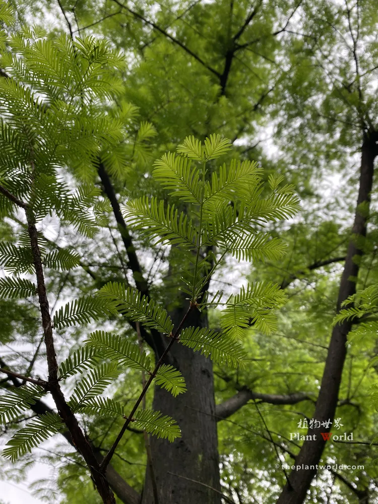 A detailed close-up of a central Dawn Redwood branchlet with vibrant bright green opposite feathery leaf sprays set against a blurred tree trunk background
