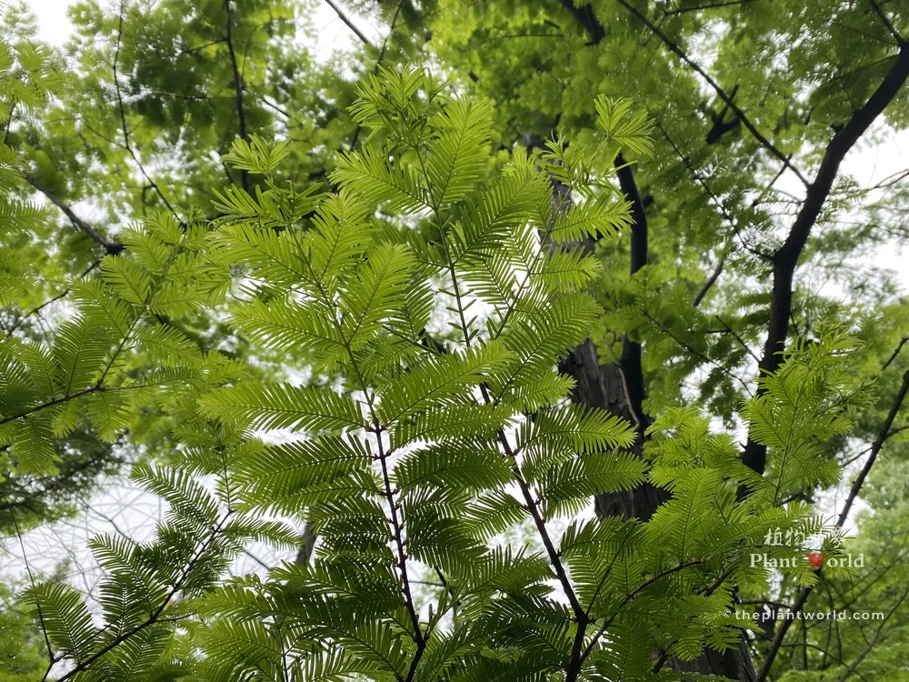 Low-angle view looking up into bright green foliage and branches of a tall Dawn Redwood tree canopy