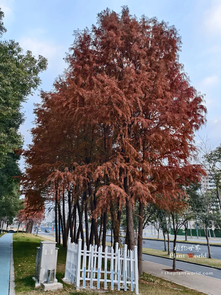 A tall stand of Dawn Redwood trees with vibrant rusty-red and coppery-bronze leaves in early winter