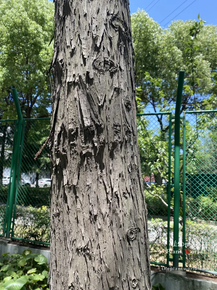 Close-up of the fissured, fibrous reddish-brown bark texture on a straight Dawn Redwood tree trunk
