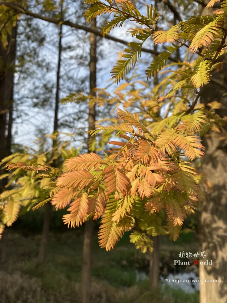 Close-up of feathery Dawn Redwood foliage glowing in warm golden-amber and bronze autumn sunlight