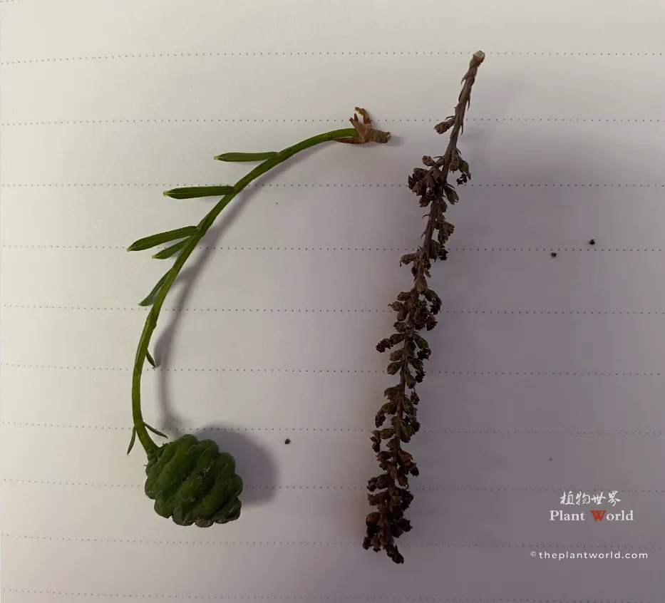 A botanical comparison showing a soft green young female cone on a stalk alongside a dried male pollen catkin spike of Dawn Redwood