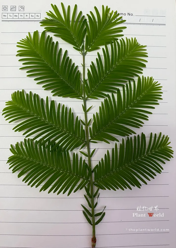 A close-up view of bright green opposite feathery leaf sprays of Metasequoia glyptostroboides laid flat on paper