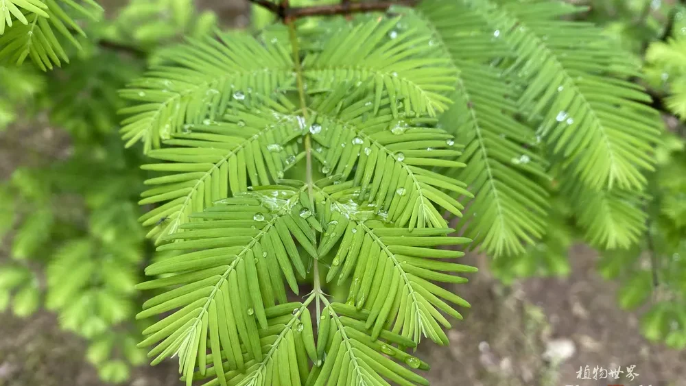 A vibrant close-up of bright green feathery Dawn Redwood leaf sprays covered in dew or raindrops