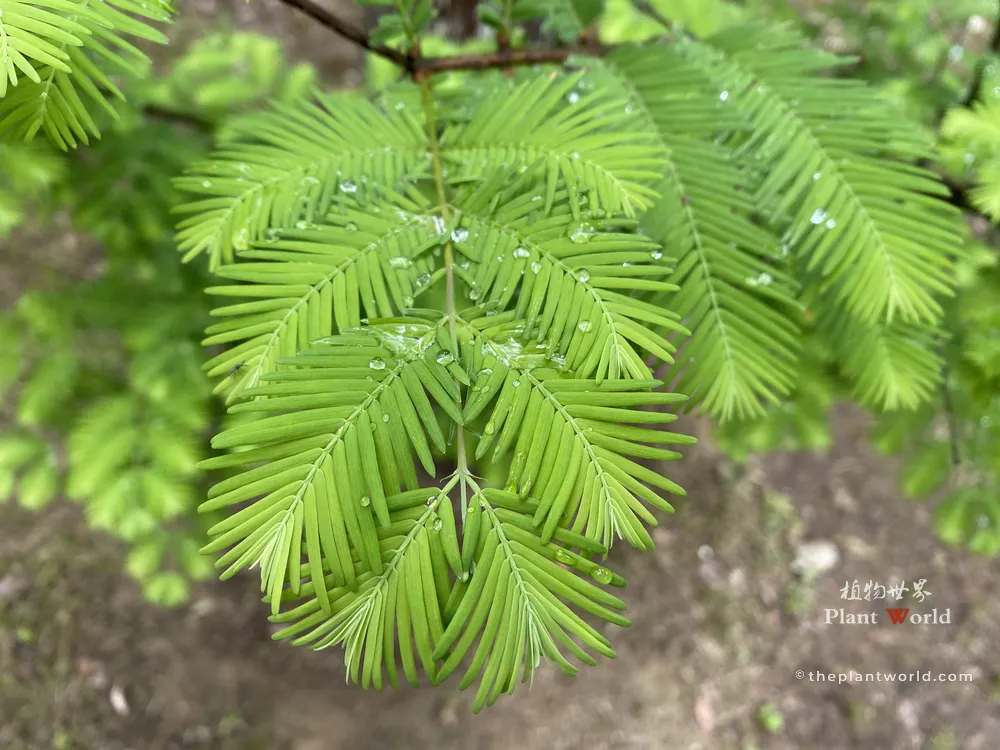 A vibrant close-up of bright green feathery Dawn Redwood leaf sprays covered in dew or raindrops