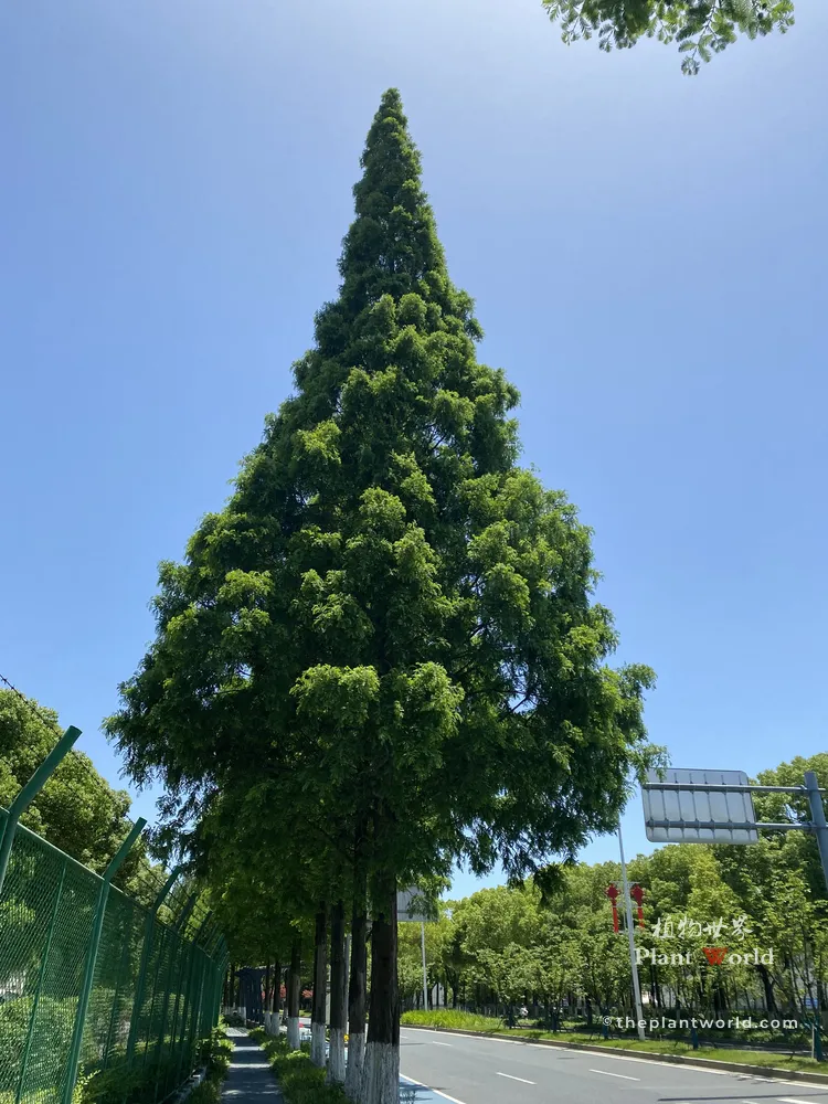 A tall, symmetrical pyramidal Dawn Redwood tree standing proudly against a clear blue summer sky