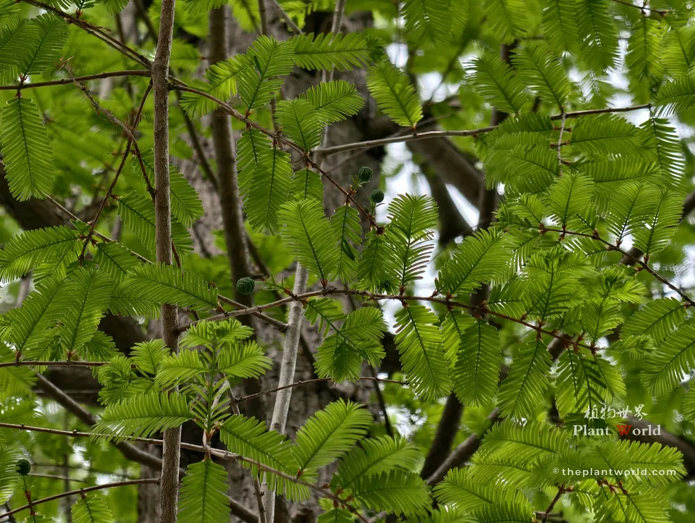 A detailed macro view of bright green Dawn Redwood foliage with small round immature green cones forming on slender branches