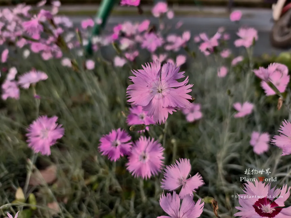Clump of pink China Pink flowers (Dianthus chinensis) blooming in garden landscape
