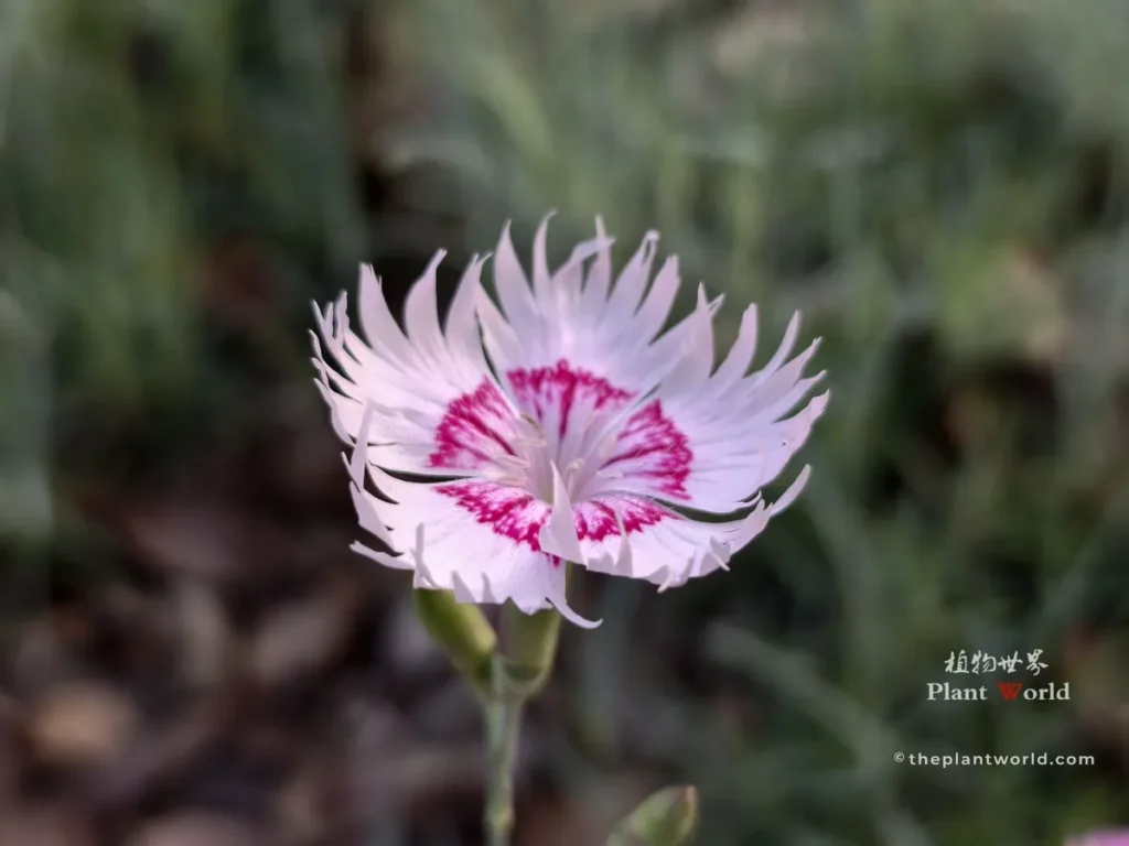 Close-up of a pink and white fringed Dianthus chinensis flower in full bloom