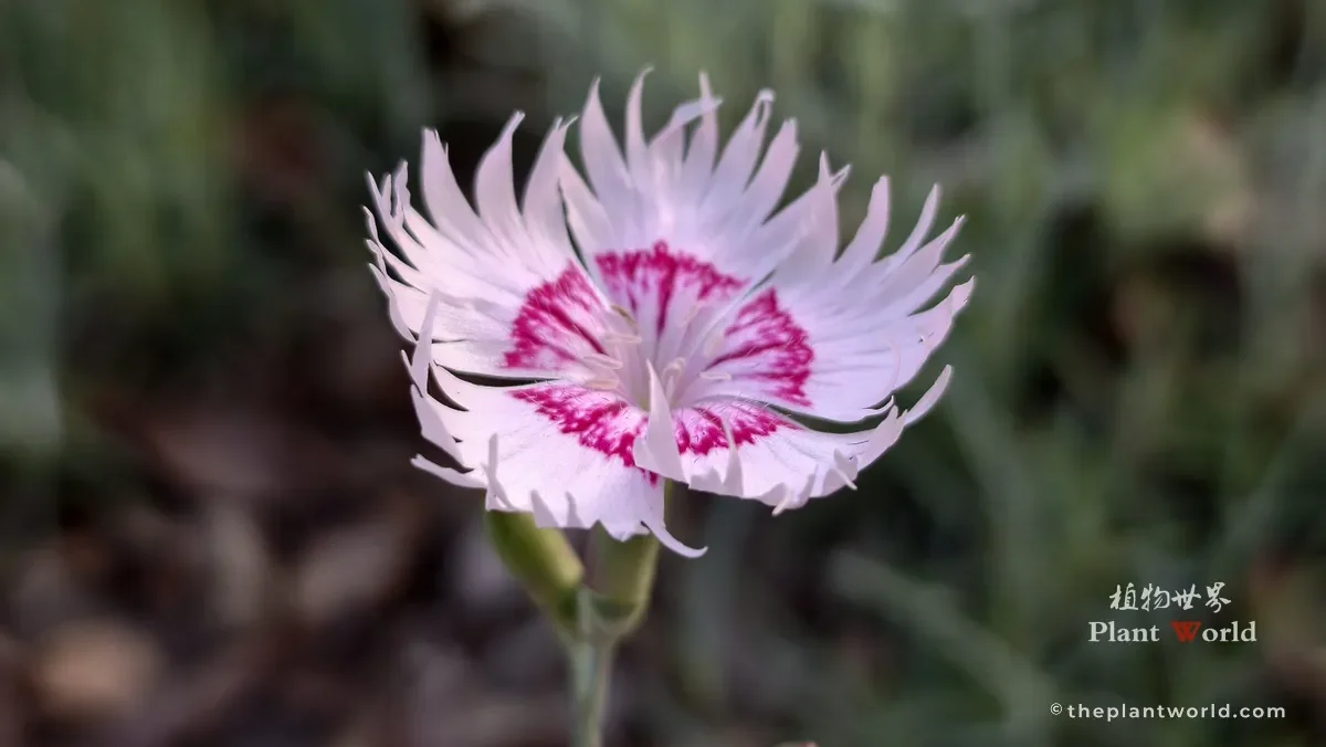 Close-up of a pink and white fringed Dianthus chinensis flower in full bloom