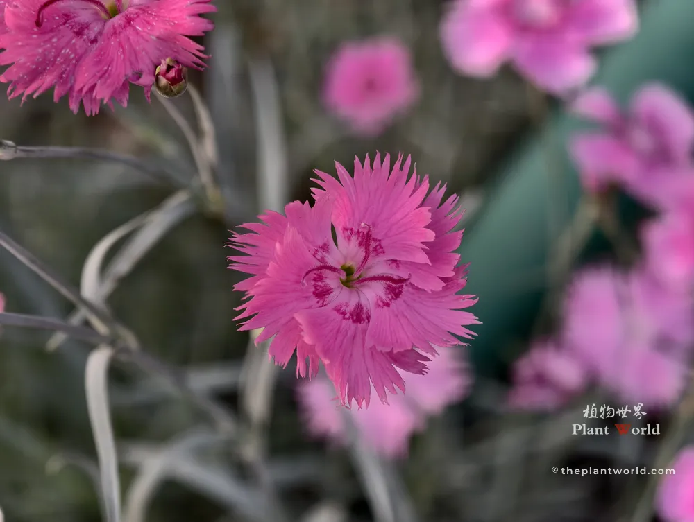 Close-up of pink Dianthus chinensis flower used as traditional Chinese medicinal herb