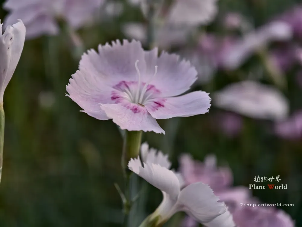 Pale pink Dianthus chinensis flower with fringed petals and purple center
