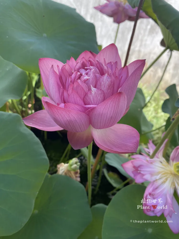 Full-bloom double pink sacred lotus (Nelumbo nucifera) surrounded by round green lotus leaves in garden pond