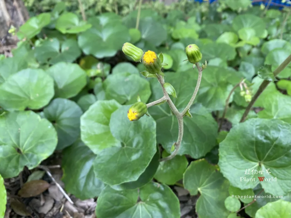 Cylindrical green flower buds of Farfugium japonicum starting to unfurl.