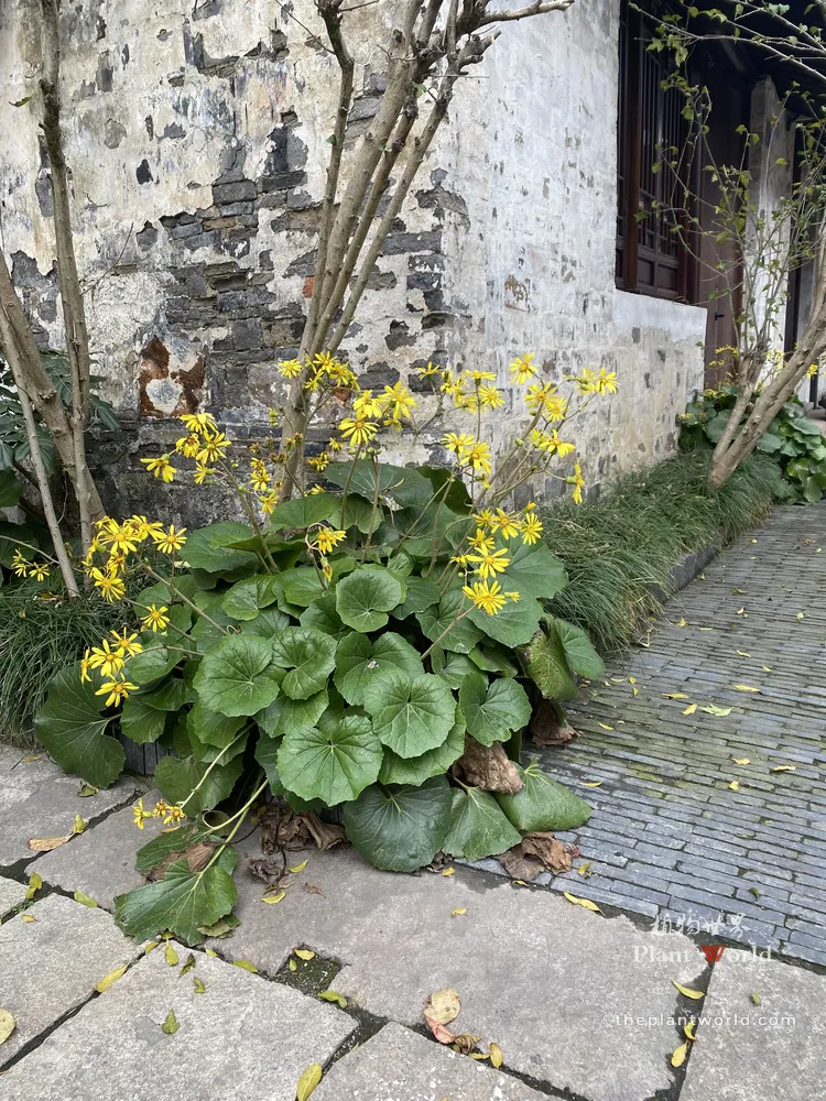 Farfugium japonicum blooming along a stone pathway in a classical Chinese garden.
