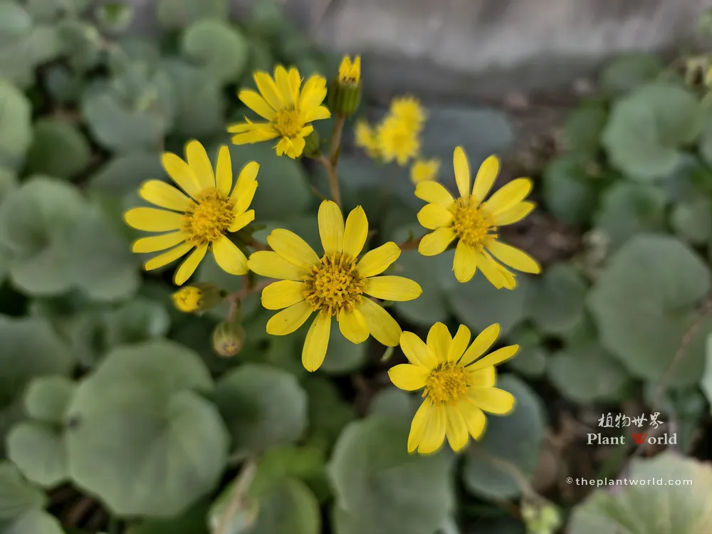 Close-up view of bright yellow ray and disc florets of Farfugium japonicum.