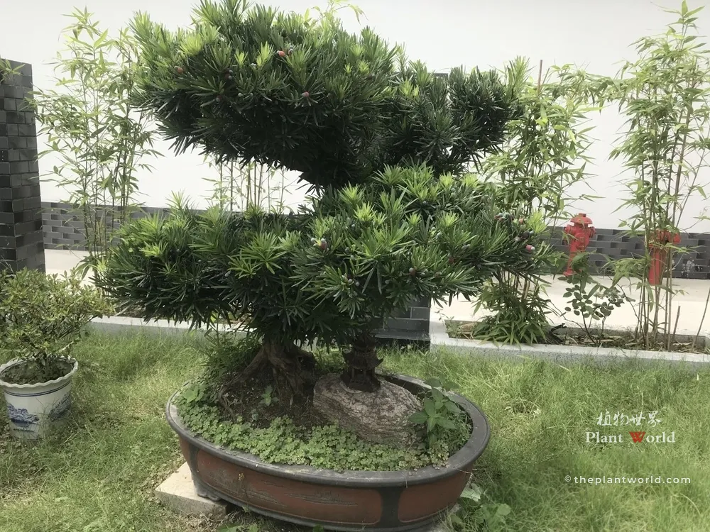 A female Buddhist Pine (Podocarpus macrophyllus) bonsai loaded with colorful ripe fruit cones in a shallow ceramic pot.