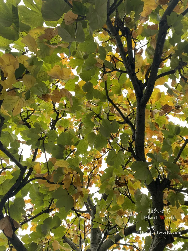 Upward view into the dense canopy of a Chinese Parasol Tree showing a blend of green and golden-yellow broad leaves in autumn.