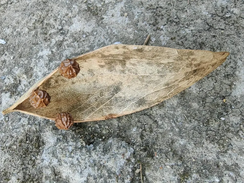 A dried boat-shaped Firmiana simplex seed pod resting on the ground with round seeds attached along its edge.