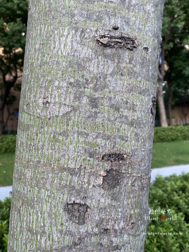 Close-up of the smooth grayish-green bark of a mature Chinese Parasol Tree showing fine, vertical emerald fissures.