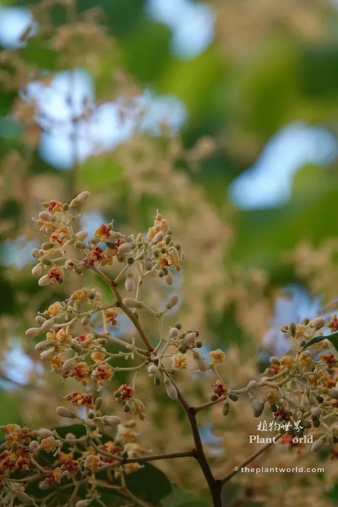 Delicate clusters of small yellowish-green and reddish summer flowers blooming on a Chinese Parasol Tree branch.