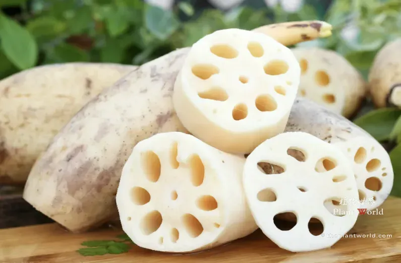 Fresh Chinese lotus root stalks and crisp white slices showing the signature hollow air holes on a wooden cutting board.