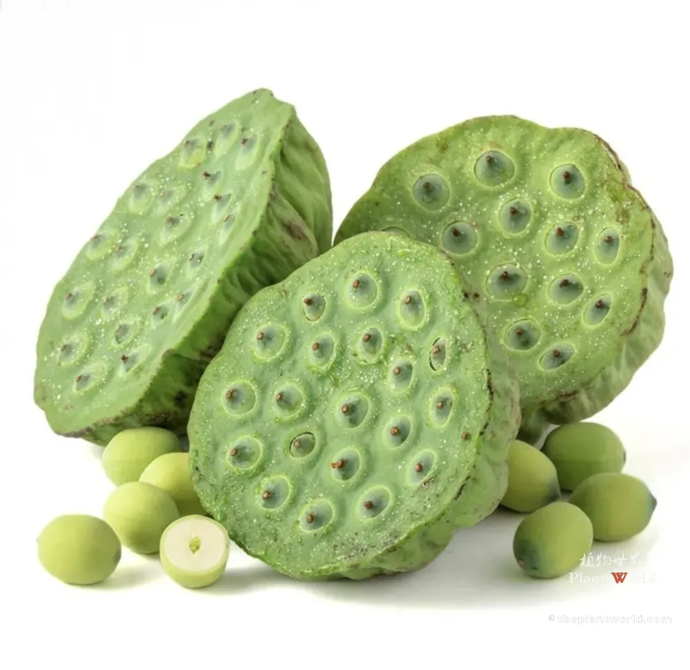 Fresh green lotus seed pods and raw edible lotus seeds from seed lotus (Nelumbo nucifera)