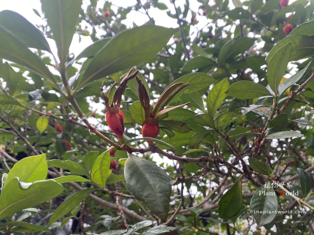 Spindle-shaped orange-red Gardenia jasminoides autumn fruits hanging on woody branches among dark green leaves