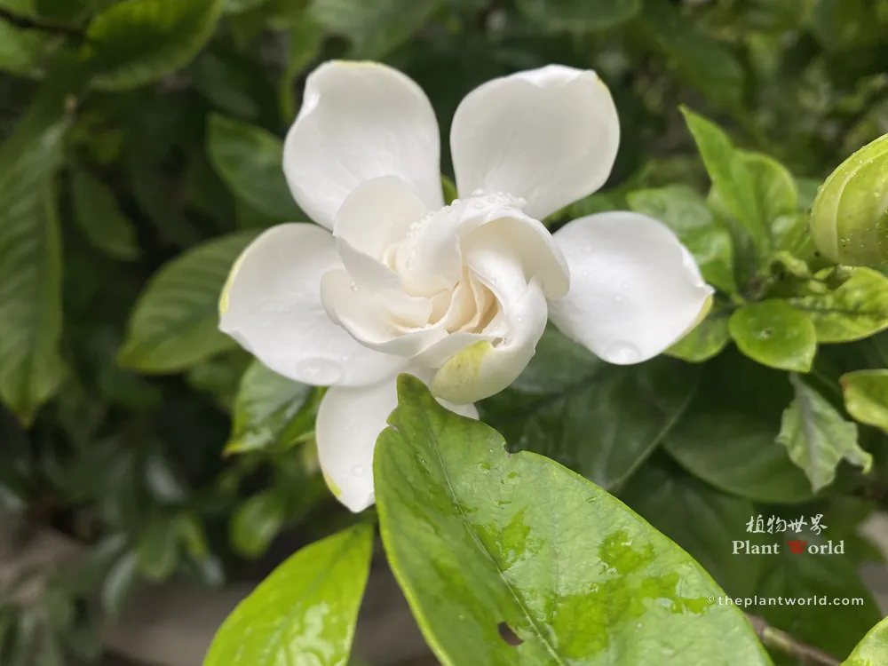 Fully opened white Gardenia jasminoides blossom with rain water drops on creamy petals and glossy green leaves