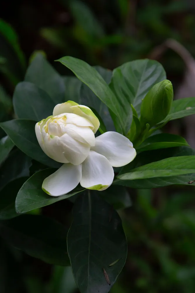 Close-up of a opening Gardenia jasminoides bud with spiraled creamy petals and a tight green flower bud beside it