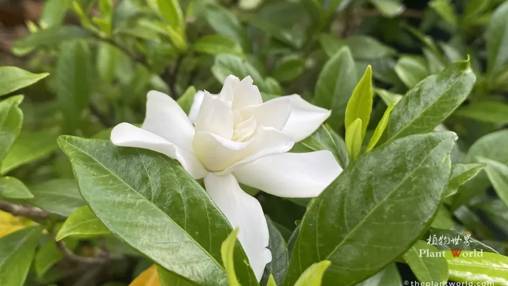 Close-up of a pure white double gardenia flower resting above vibrant green foliage