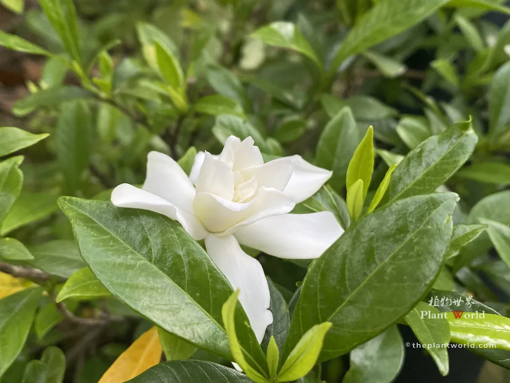 Close-up of a pure white double gardenia flower resting above vibrant green foliage