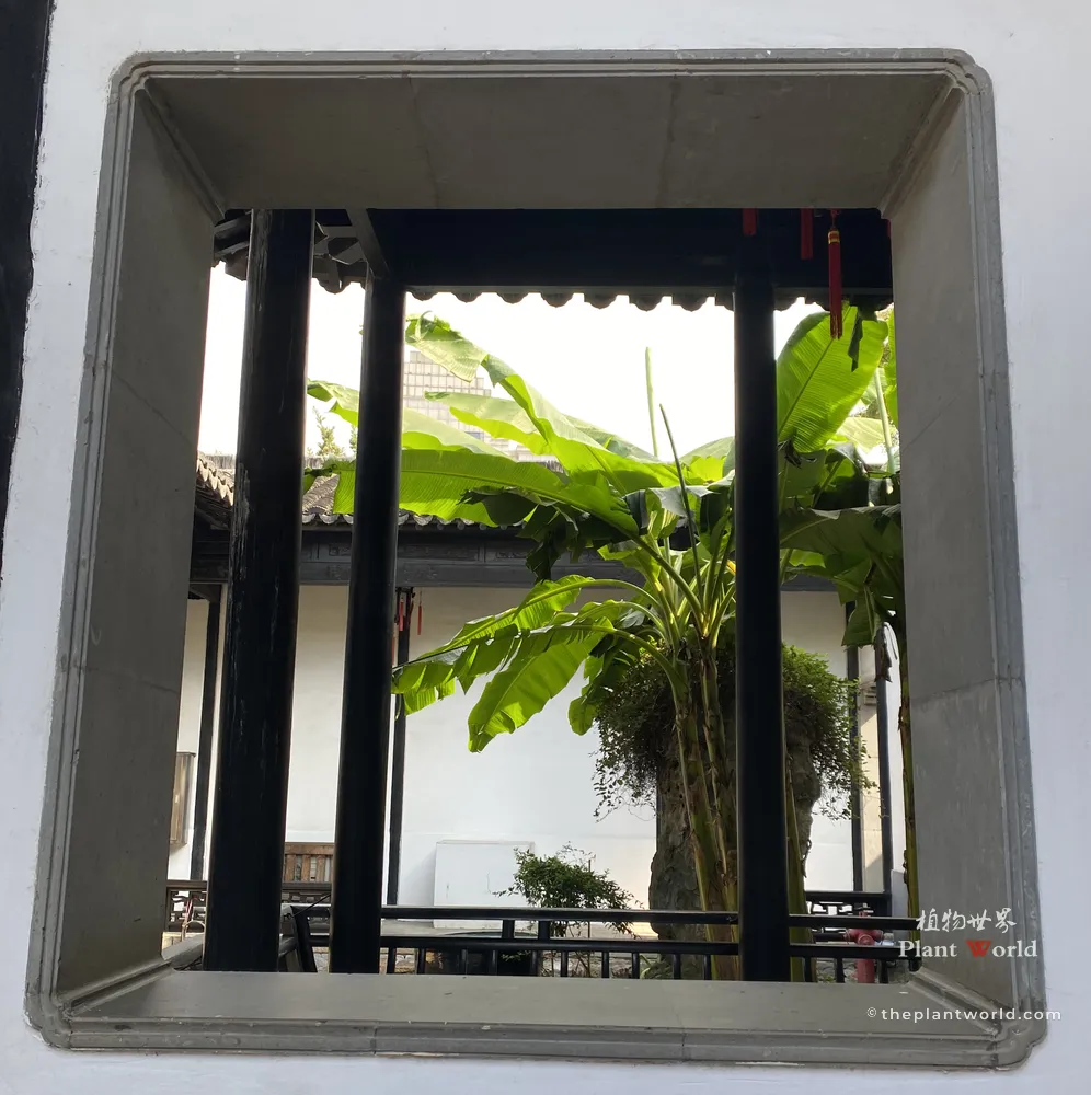Musa basjoo hardy banana viewed through a traditional Chinese stone lattice window in a classical courtyard