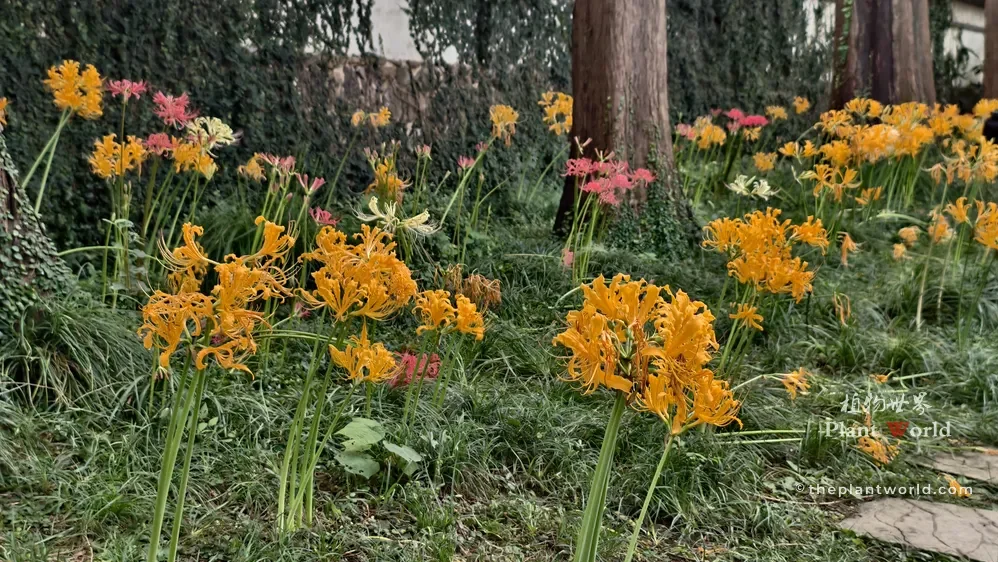 Clusters of vibrant golden yellow and bright red spider lilies blooming in a grassy garden near tree trunks at Huishan Ancient Town.
