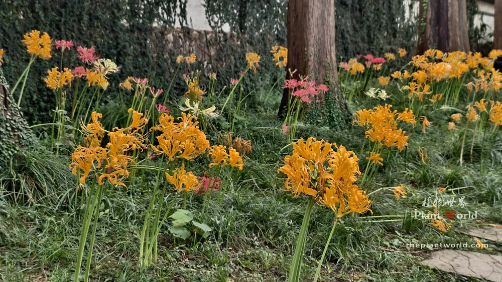 Clusters of vibrant golden yellow and bright red spider lilies blooming in a grassy garden near tree trunks at Huishan Ancient Town.
