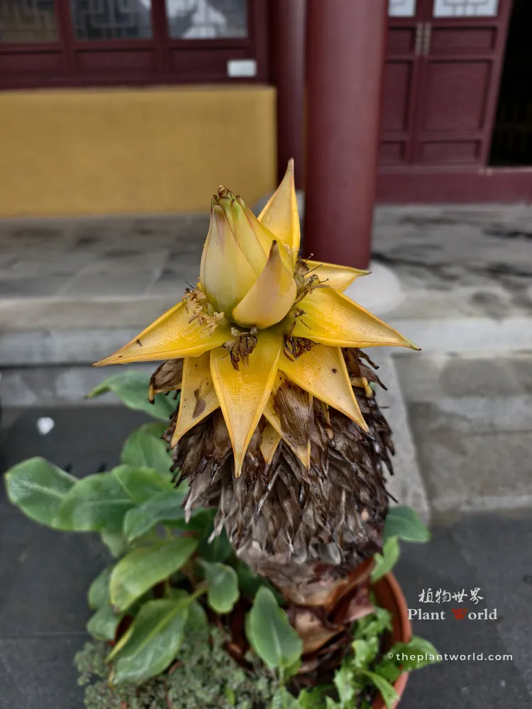 A vibrant yellow Golden Lotus Banana blooming in a terracotta pot with red pillars and yellow walls of Ganlu Temple in the background