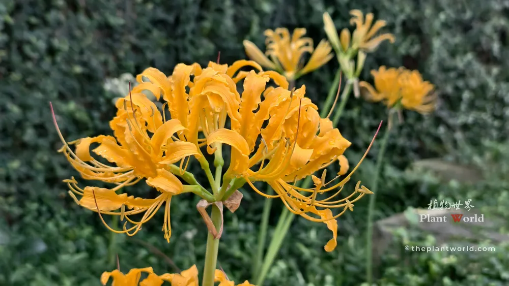 A high-resolution close-up photo of bright yellow golden spider lily (Lycoris aurea) with wet, ruffled petals and long stamens.