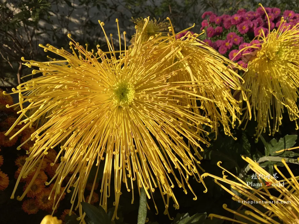 A high-detail close-up photograph of a golden yellow spider chrysanthemum with long, needle-like tube petals radiating outwards.