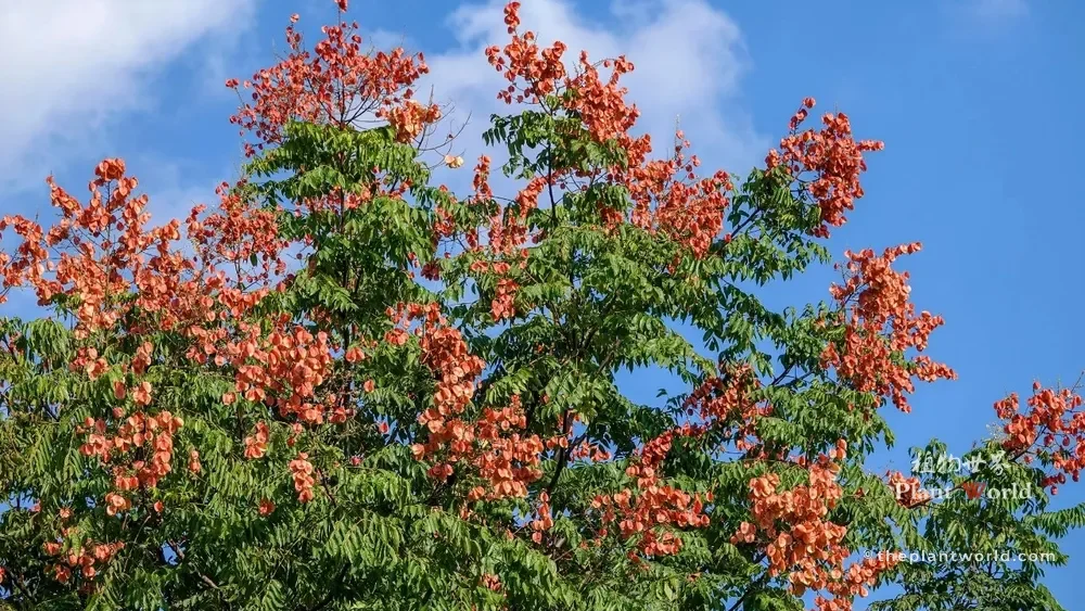 A rich green Goldenrain tree topped with bright reddish-pink lantern seed pods against a cloud-dotted autumn sky