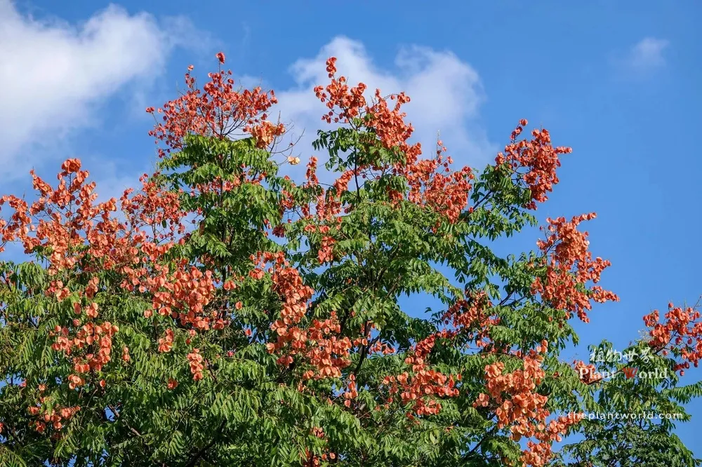 A rich green Goldenrain tree topped with bright reddish-pink lantern seed pods against a cloud-dotted autumn sky