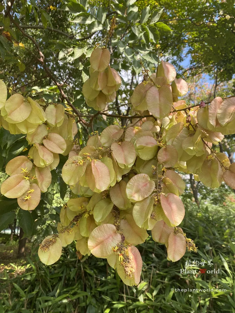Dense clusters of bronze-yellow and pale pink papery seed capsules hanging on low tree branches
