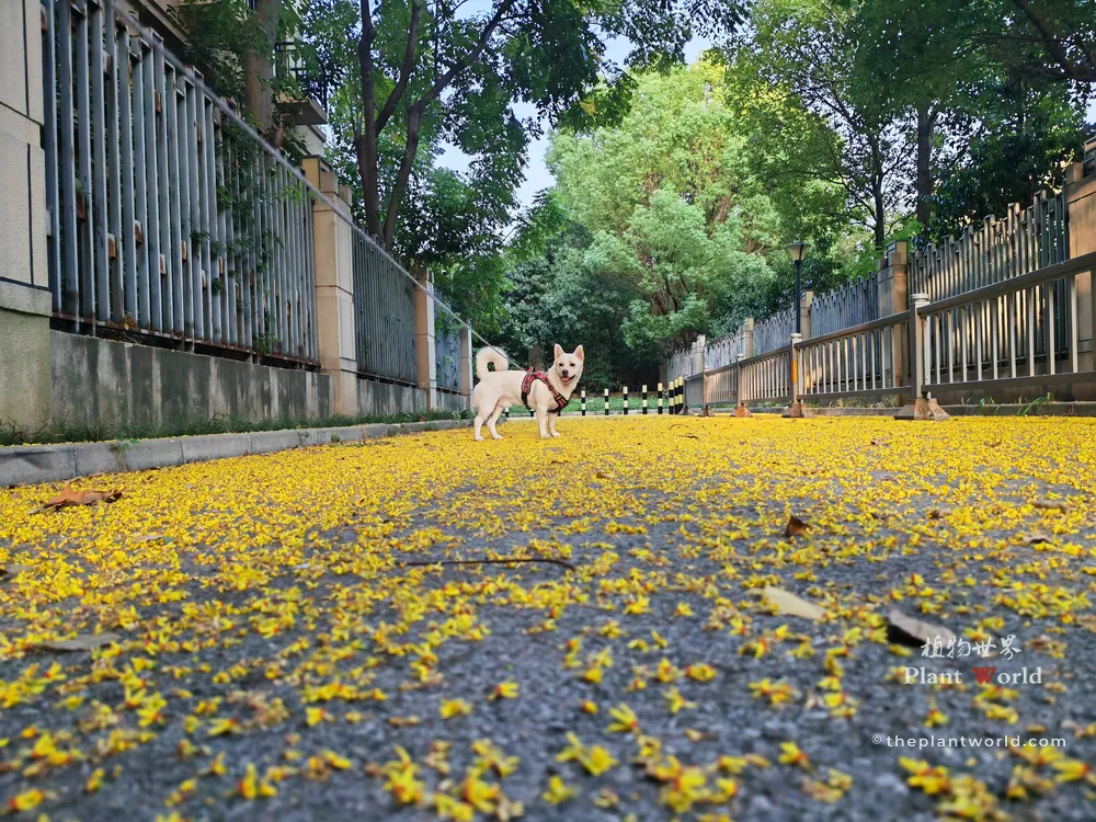 A pathway covered in a carpet of fallen yellow goldenrain tree flowers with a small dog in the background