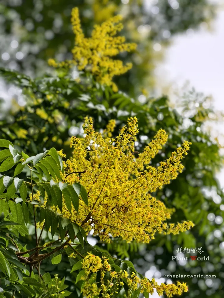 Large panicles of small yellow flowers blooming on a Goldenrain tree Koelreuteria in early autumn