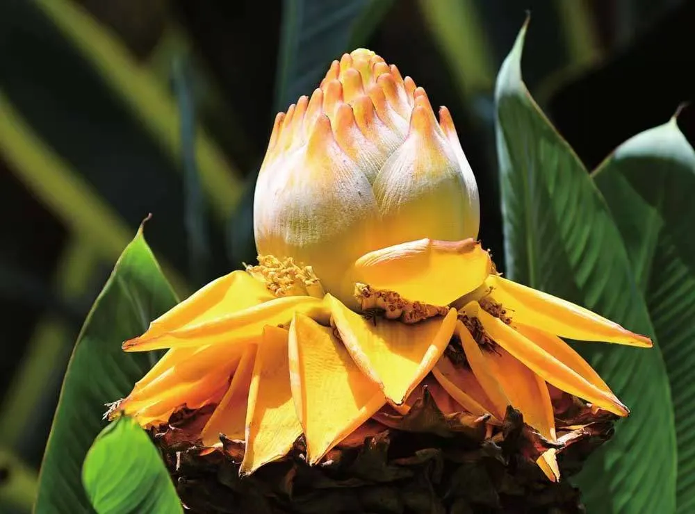 Close‑up botanical shot of Golden Lotus Banana (Musella lasiocarpa), showing golden bracts and tiny true flowers between bract bases, green foliage background