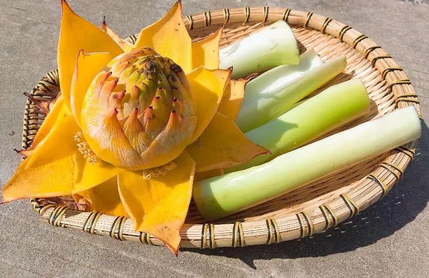 Edible parts of Golden Lotus Banana (Musella lasiocarpa): whole flower bud and peeled tender pseudostem cores laid out in a woven bamboo tray