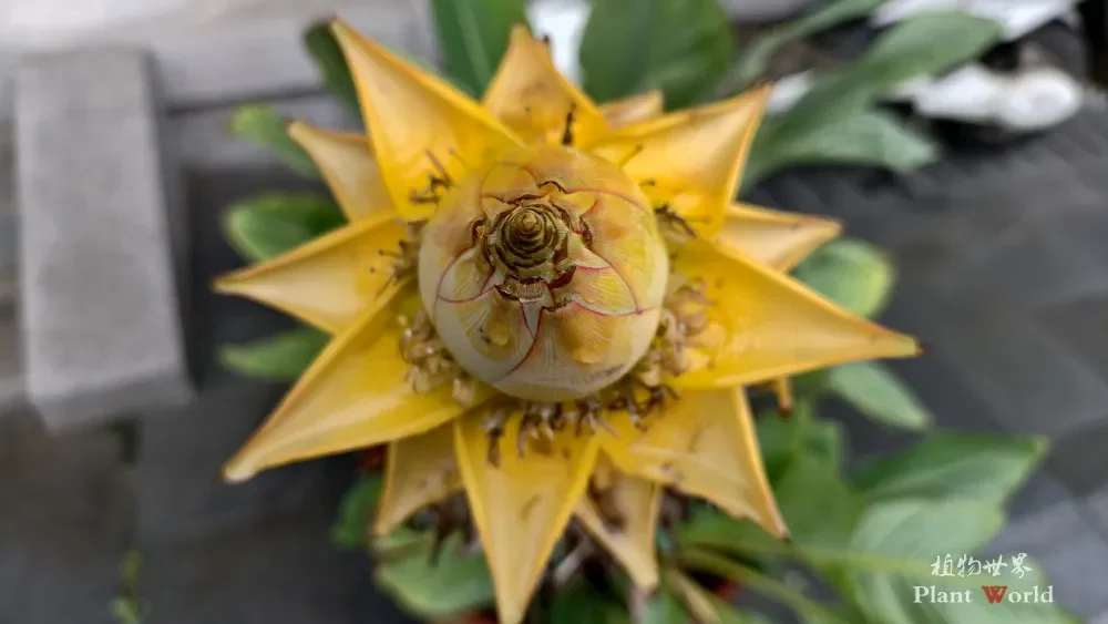 Potted Golden Lotus Banana (Musella lasiocarpa) top‑down close‑up of golden bract inflorescence, Ganlu Temple, Wuxi Jiangsu, China