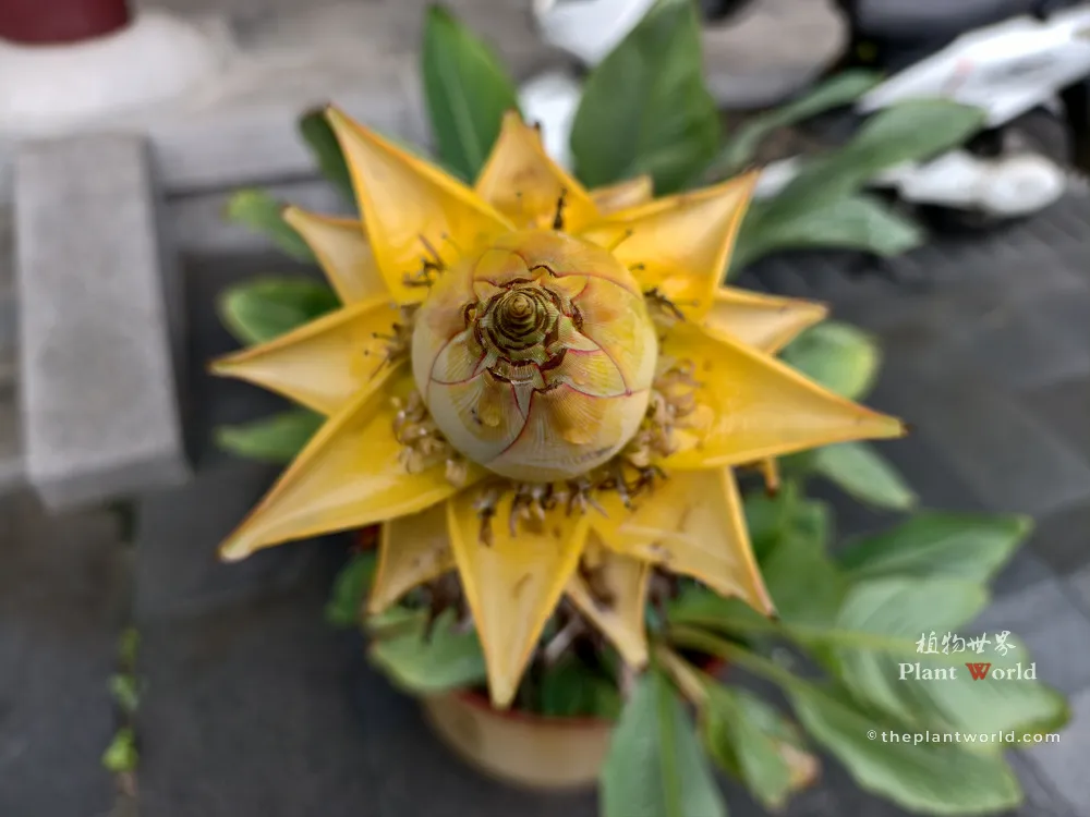 Potted Golden Lotus Banana (Musella lasiocarpa) top‑down close‑up of golden bract inflorescence, Ganlu Temple, Wuxi Jiangsu, China