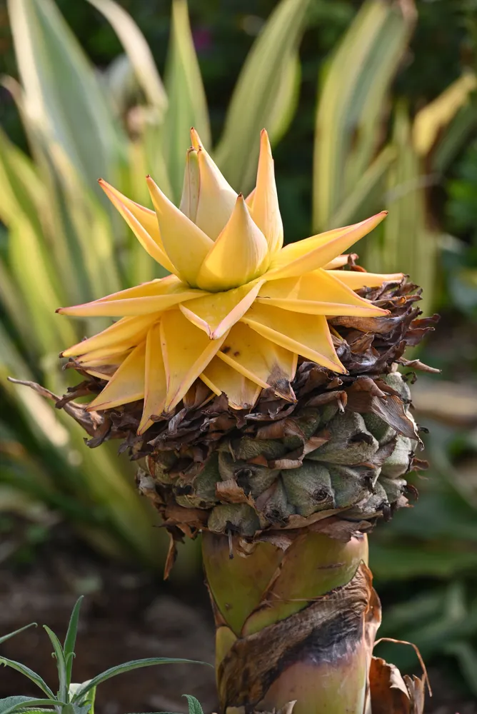 Outdoor garden shot of Golden Lotus Banana (Musella lasiocarpa), tall flower stem with fresh golden bracts and old withered bracts below, blurred foliage background