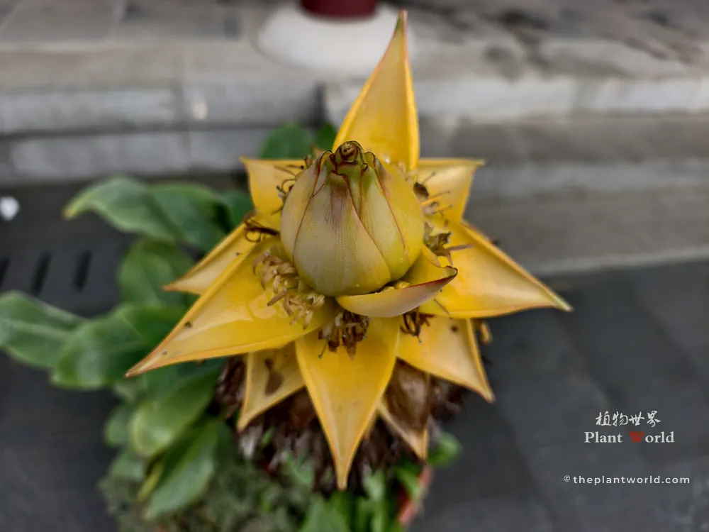 Top‑down close‑up of potted Golden Lotus Banana (Musella lasiocarpa), bright golden bracts and central bud, taken at Ganlu Temple in Wuxi, Jiangsu